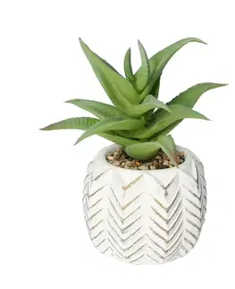 Dekoria Dekorácie Aloes I 14cm, 8 x 8 x 14 cm