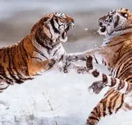 (B) 3D pohľadnica Sibírske Tigre