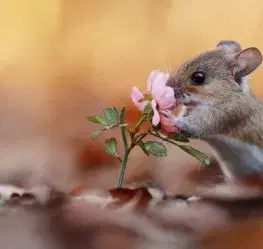 (B) 3D pohľadnica Flower Mouse