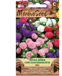 Astra čínska nízka chryzantémokvetá, zmes