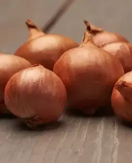 Shallots Red Sun Cibuľa sadzačka 0.5 kg 7-14MM