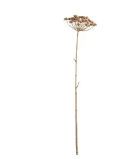 Dekoria Vetvička Heracleum 125cm, 20 x 20 x 125 cm