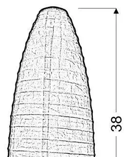 Papierová stolová lampa Papirus biela E14