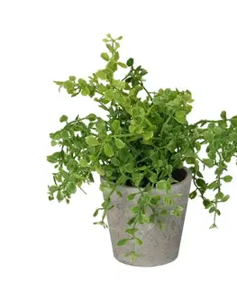 Dekoria Eukalyptus v kvetináči 16cm, 8 x 8 x 16 cm