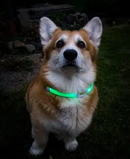 inSPORTline Petsaber Maxi