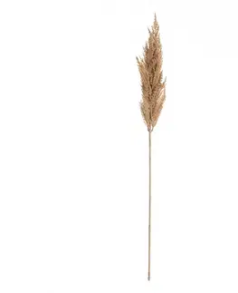Dekoria Vetvička trávy pampas 90cm beige, 8 x 8 x 90 cm