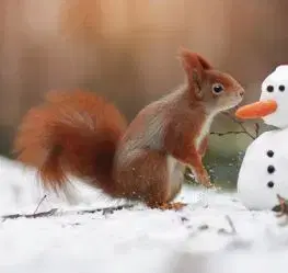 (B) 3D pohľadnica Squirrel & Snowman (Veverička a snehuliak)