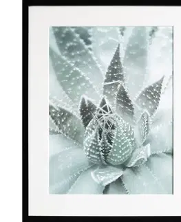 Dekoria Obraz Succulents III 40x50xcm, 40x50cm