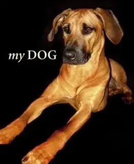 My Dog