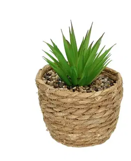 Dekoria Dekorácie Aloe 20cm, 12 x 12 x 20 cm