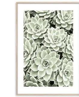 Artbox Digi 50x70 Br009 Succulents