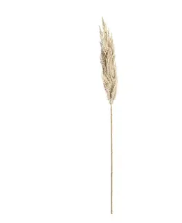 Dekoria Vetvička trávy pampas 90cm cream, 8 x 8 x 90 cm