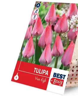 Tulipán van eijk 5ks