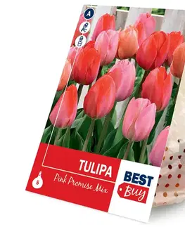 Tulipán pink mix 5ks