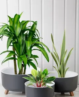 Vase Set TRPTSKS-1-3