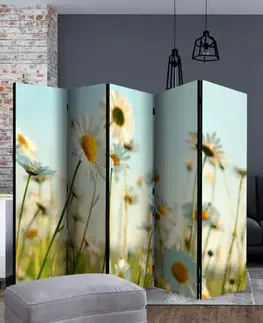 Paraván Daisies - spring meadow Dekorhome