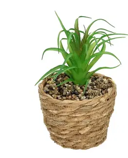 Dekoria Dekorácie Tree Aloe 20cm, 12 x 12 x 20 cm