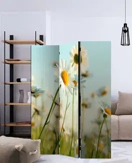 Paraván Daisies - spring meadow Dekorhome