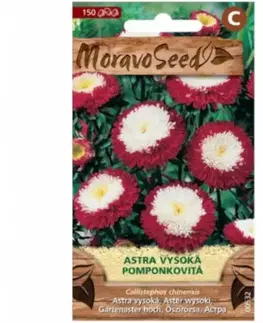 Astra čínska vysoká pomponkovitá, červeno-biela