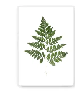 Dekoria Plagát Fern Green, 30 x 40 cm, Ramka: Biała
