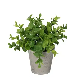 Dekoria Eukalyptus v kvetináči 16cm green, 8 x 8 x 16 cm