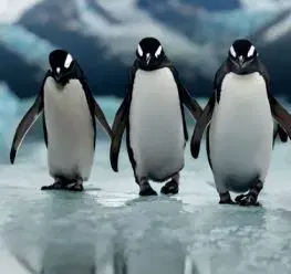 (B) 3D pohľadnica Four Penguins AI (Tučniaci)