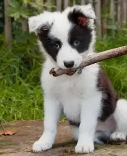 (M) 3D magnetka Border Collie (Border kólia)