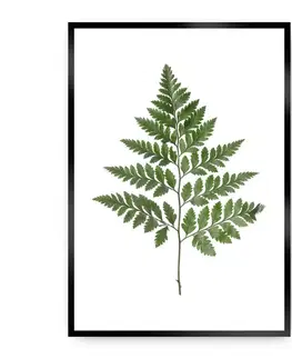 Dekoria Plagát Fern Green, 50 x 70 cm, Ramka: Czarna