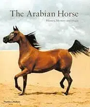 Arabian Horse - Hossein Amirsadeghi