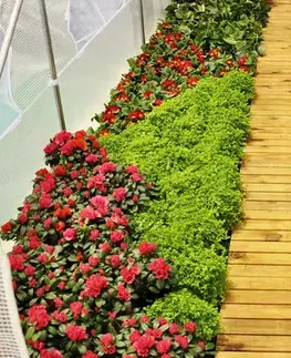 Záhradný fóliovník HG 2x3m
