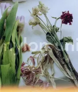 Nylon Union (CD) - Nylon Union