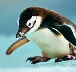(B) 3D pohľadnica Penguino AI (Tučniak)