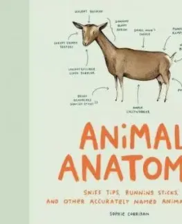 Animal Anatomy - Sophie Corrigan