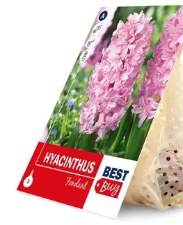 Hyacint fondant 3ks