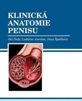 Klinická anatomie penisu