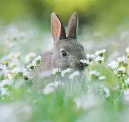 (B) 3D pohľadnica Flower Bunny