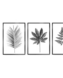 Dekoria Zostava obrazov Tropical Grey 3 ks, 40 x 50 cm 