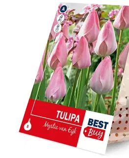 Tulipán mystic van eijk 5ks