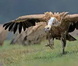 (B) 3D pohľadnica Sup bielohlavý