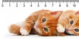 (B) 3D pravítko Two ginger kittens DEEP