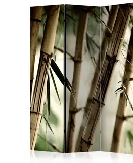 Paraván Fog and bamboo forest Dekorhome