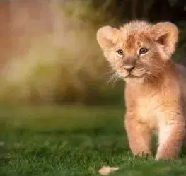 (B) 3D pohľadnica Lion Prince