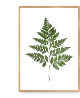 Dekoria Plagát Fern Green, 50 x 70 cm, Ramka: Złota