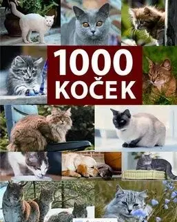 1000 koček