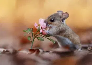 (B) 3D pohľadnica Flower Mouse