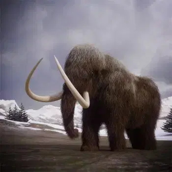 (D) 3D pohľadnica štvorec Mammoth