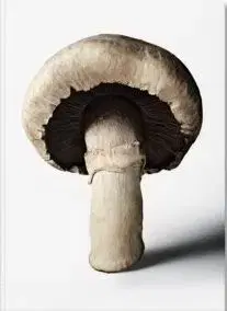 The Gourmands Mushroom. A Collection of Stories & Recipes - The Gourmand