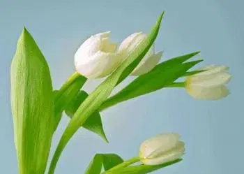 (B) 3D pohľadnica Tulipány