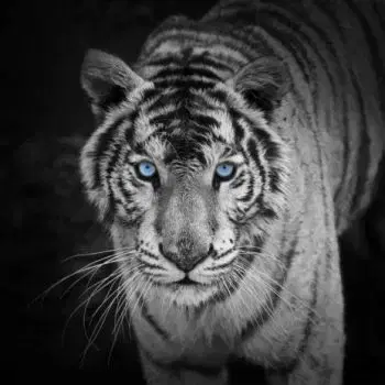(D) 3D pohľadnica štvorec Biely tiger