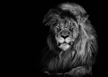 (B) 3D pohľadnica Lion Black&White